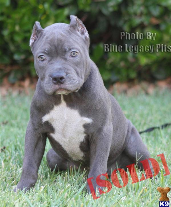 ATHENA FEMALE XXL LARGE ===> UKC PR ===> FAMILY PET FOR SALE ======>  ONLY $1000